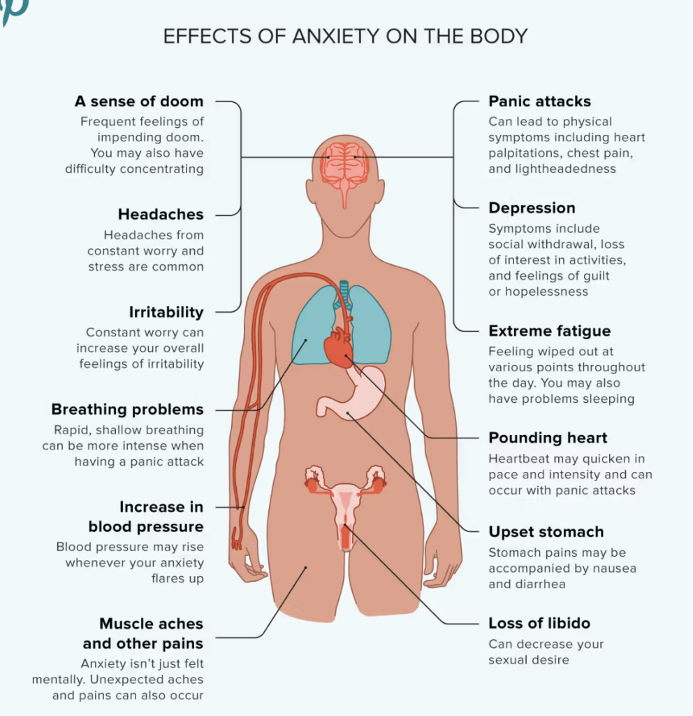 Anxiety Disorders: Types, Symptoms, and Treatment in 2026 3 Formation of anxiety disorders in the body